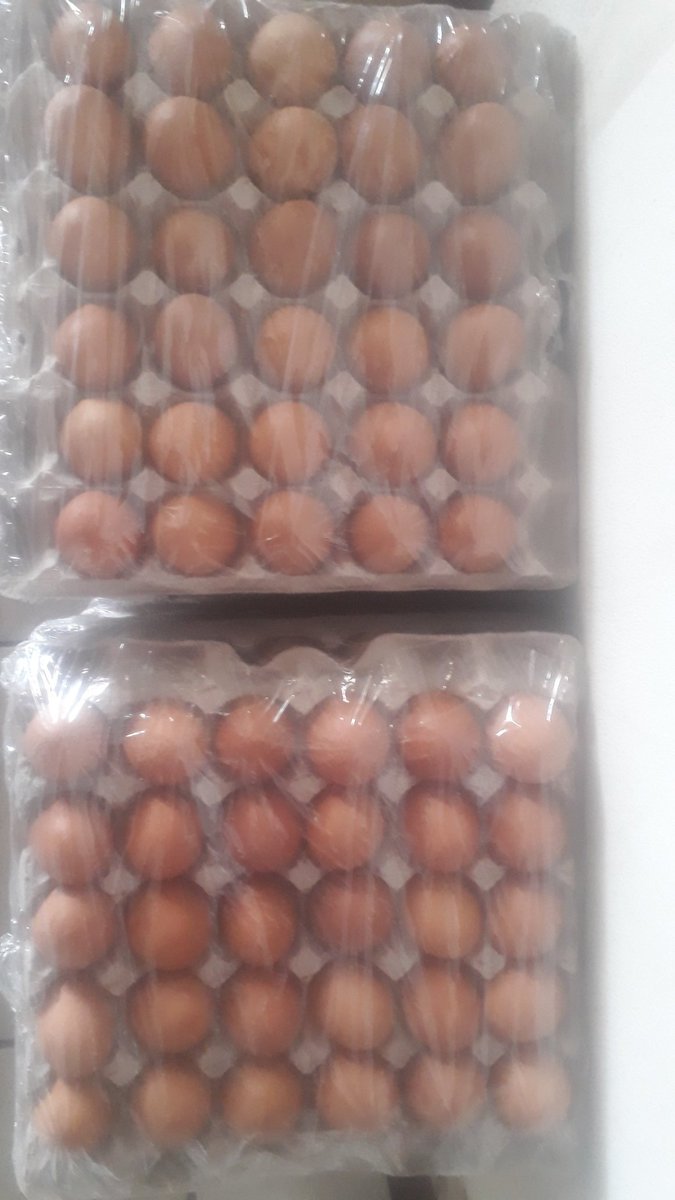 FarmingImvelo's tweet photo. Fresh large table eggs for sale:
30 eggs is R50
60 eggs is R90
Price on bulk orders is negotiable. 

#eggs
#poultryfarming 
#tableeggs 
#eggs4sale 
#Newcastle 
#Osizweni
#farming https://t.co/B6JOiz1JRw