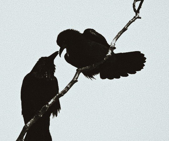 broodingofcrows's tweet image. 𝐉𝐎𝐍 𝐒𝐍𝐎𝐖; 
𝙘𝙧𝙤𝙬, 𝙬𝙞𝙡𝙙𝙡𝙞𝙣𝙜, 𝙡𝙤𝙧𝙙 𝙘𝙤𝙢𝙢𝙖𝙣𝙙𝙚𝙧. 

penned by #coldcuts