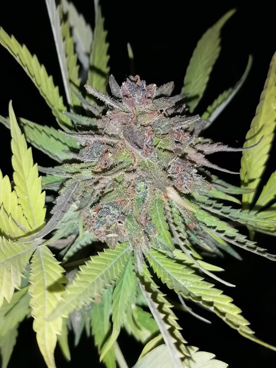 dvraye's tweet photo. My girl.
¿¿Ya estará??
#weed #weedporn #cannabis #mota https://t.co/aKAdUX3wJY