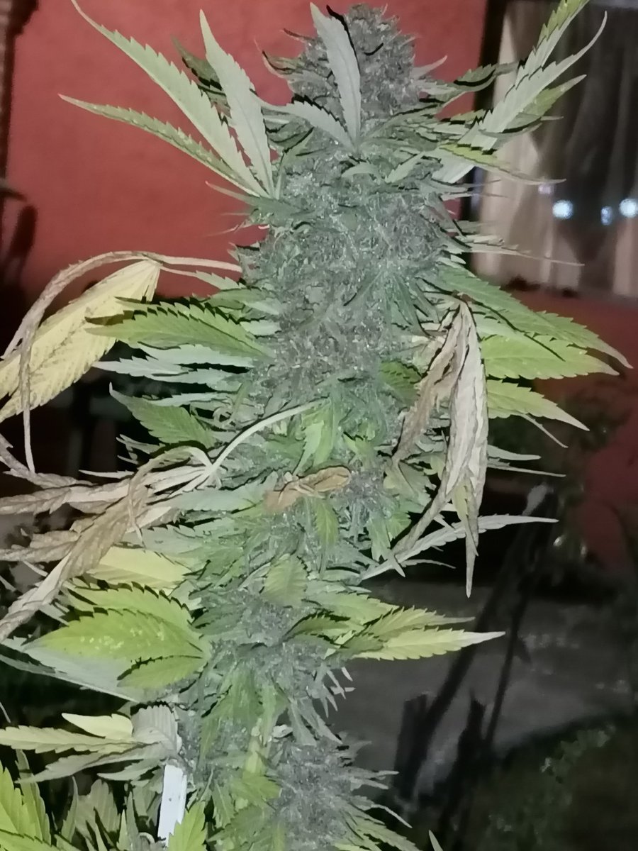 dvraye's tweet photo. My girl.
¿¿Ya estará??
#weed #weedporn #cannabis #mota https://t.co/aKAdUX3wJY