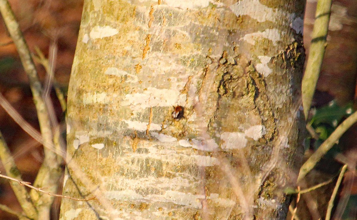 Michael Foley tweet media