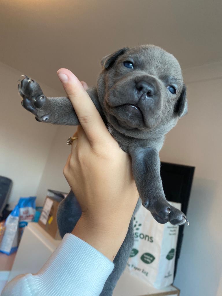 My Dad's 60th Surprise Present,  Meet Billy 🐾