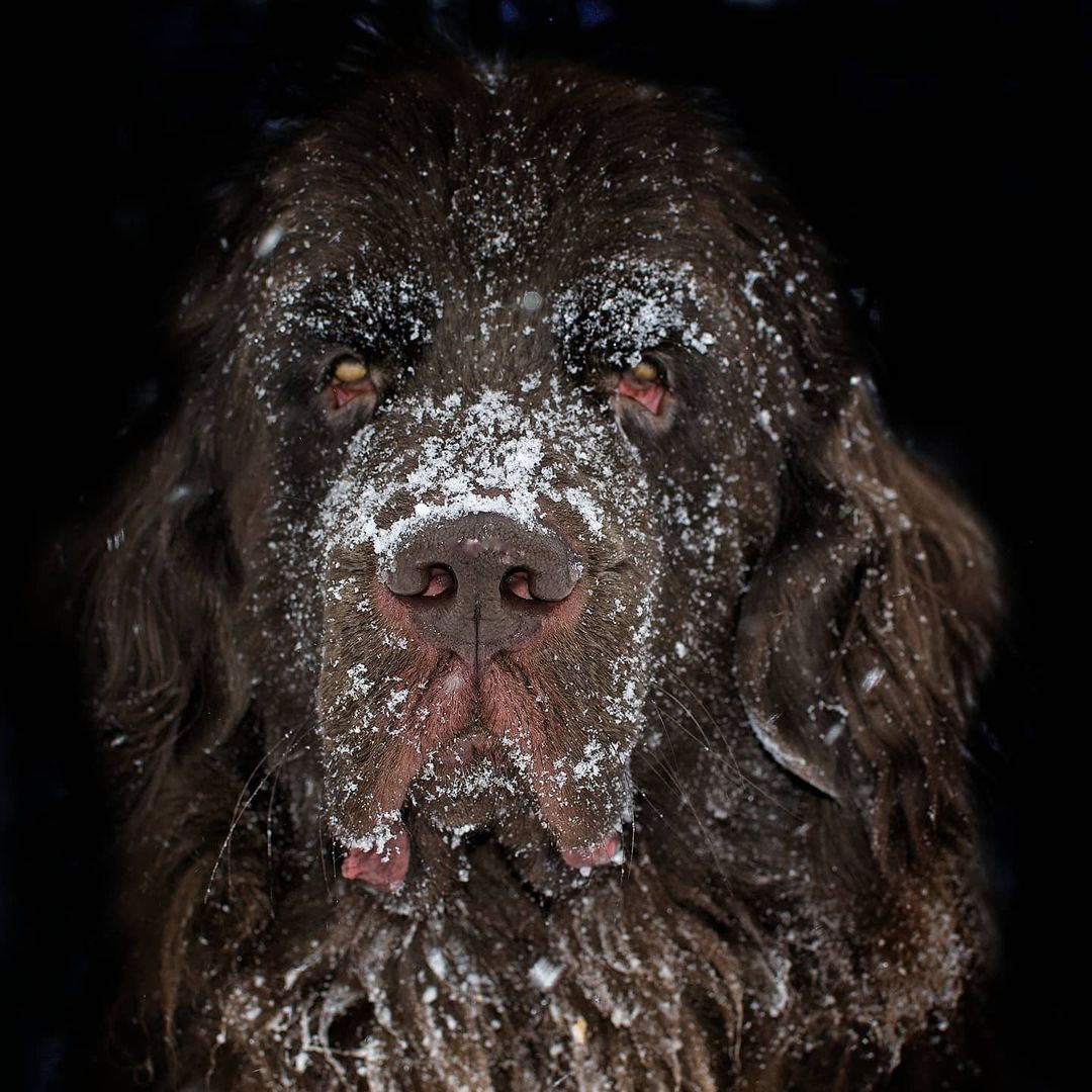 OfficialPuppers's tweet image. You were rolling around in the snow with your pals the other day.