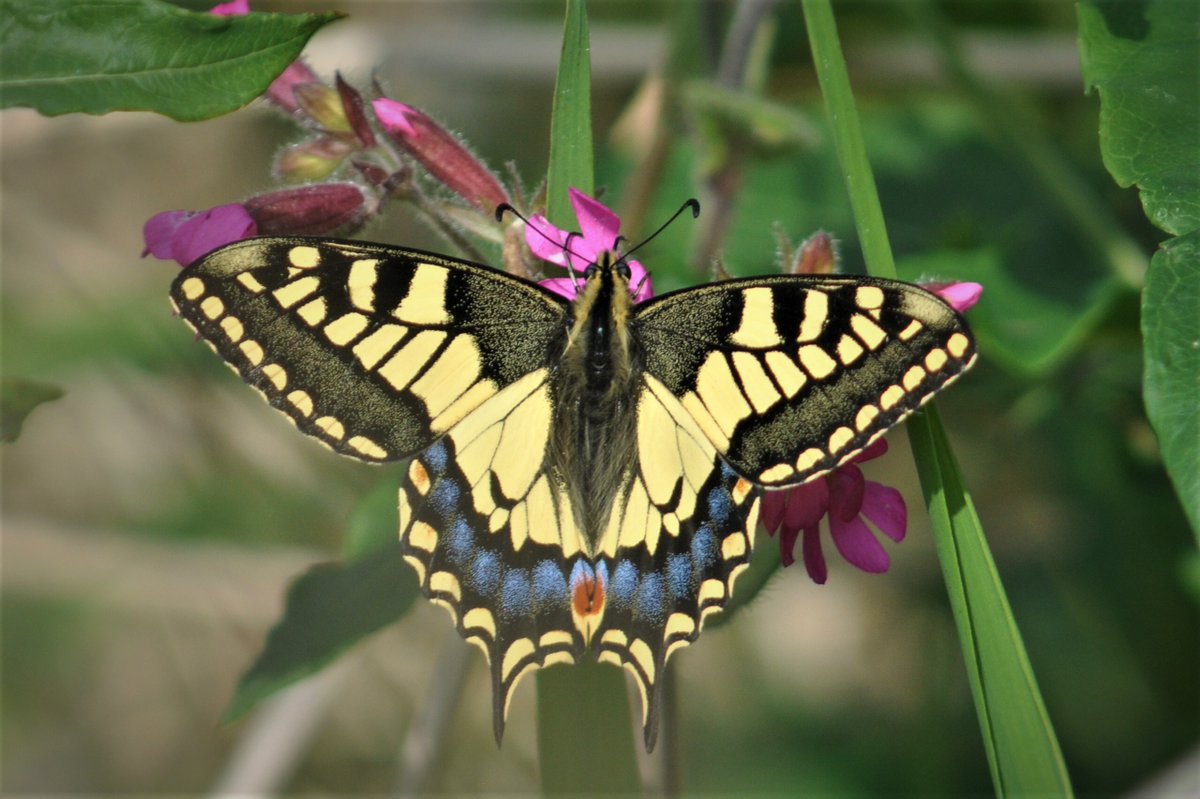 I was particularly pleased to be able to get over to the Norfolk Broads after the first lockdown and catch up with a species I hadn't seen for 4 years. This Swallowtail was photographed at Potter Heigham Marshes. #MyFavouriteUKButterfly