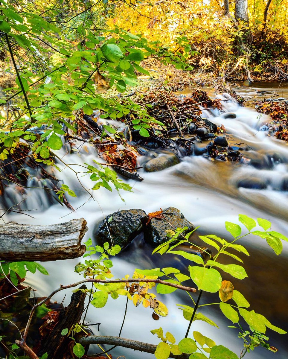 JasonHalley_CSU's tweet image. If you have not been to #BidwellPark recently, please WEAR A MASK. 😷🍁🍂#ThisIsChico #optoutside #fallvibes