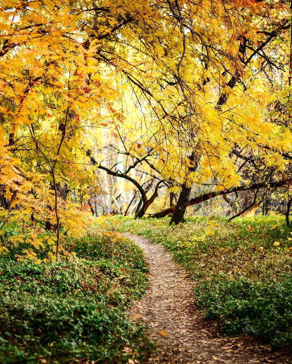 JasonHalley_CSU's tweet image. If you have not been to #BidwellPark recently, please WEAR A MASK. 😷🍁🍂#ThisIsChico #optoutside #fallvibes
