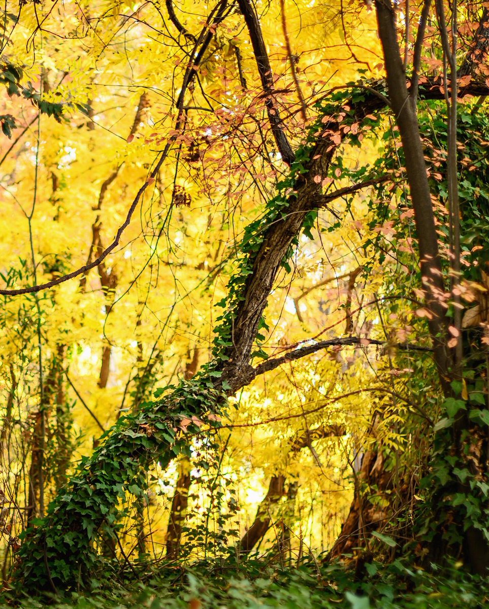 JasonHalley_CSU's tweet image. If you have not been to #BidwellPark recently, please WEAR A MASK. 😷🍁🍂#ThisIsChico #optoutside #fallvibes