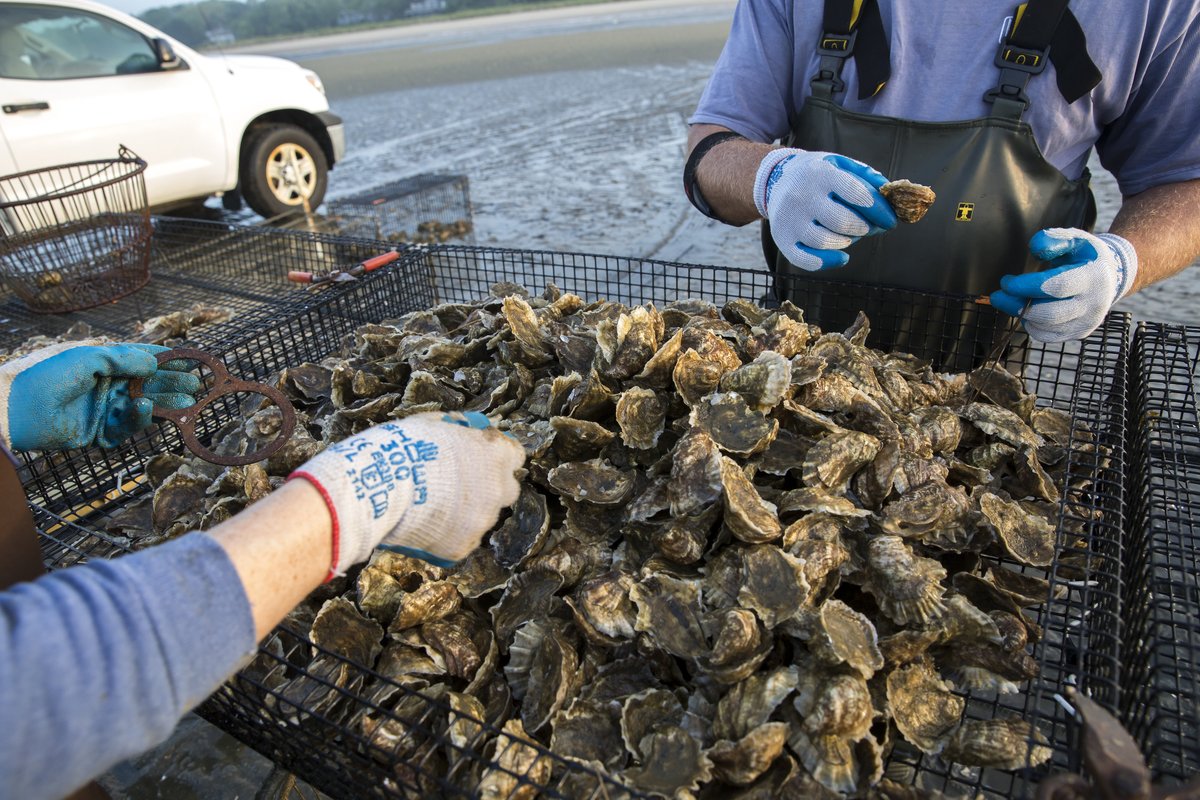 Wellfleet Shellfish tweet media
