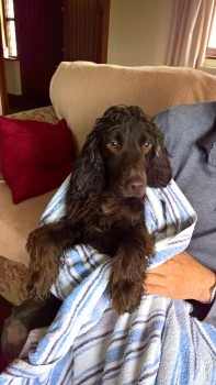 millypod1's tweet photo. ๐HOLLY #Lost #ScanMe
Chocolate Cocker Spaniel Female
Near the Railway Bridge, Blacker Lane #Crigglestone #Wakefield
#WestYorkshire #WF4
SIGHTINGS PLZ โ๏ธ07581340131
https://t.co/LI36UMrqsr https://t.co/N0kl0uUTLk