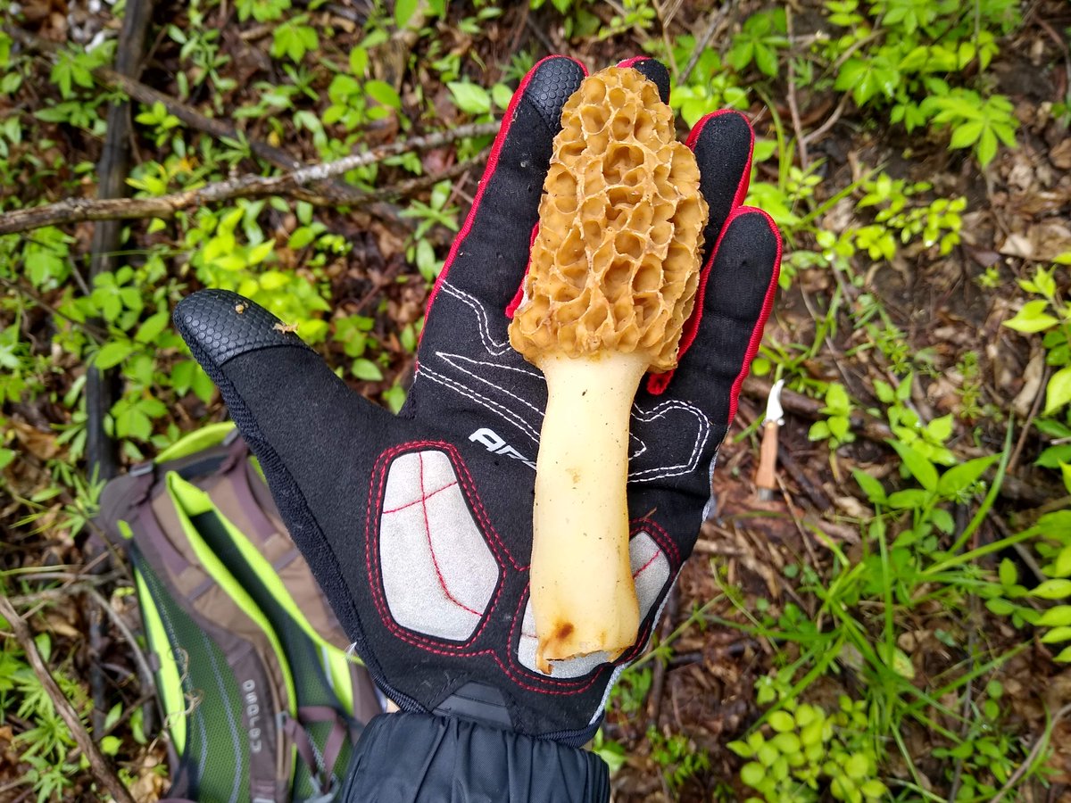 Next, we have the classic and delicious Morchellaceae, with this yellow morel, Morchella americana. 3/25