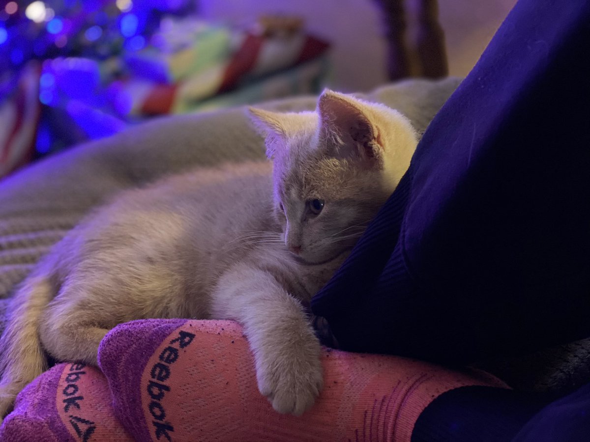 SlightlyOffABit's tweet image. Our newest addition, Love Bug or Bug for short. 🥰😍