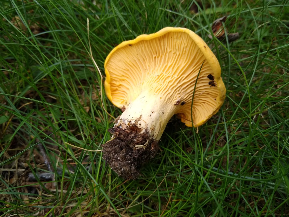 An often aromatic and tasty family, the Cantherellaceae, contains Chanterelles. Forked, false gills are typical. 6/25