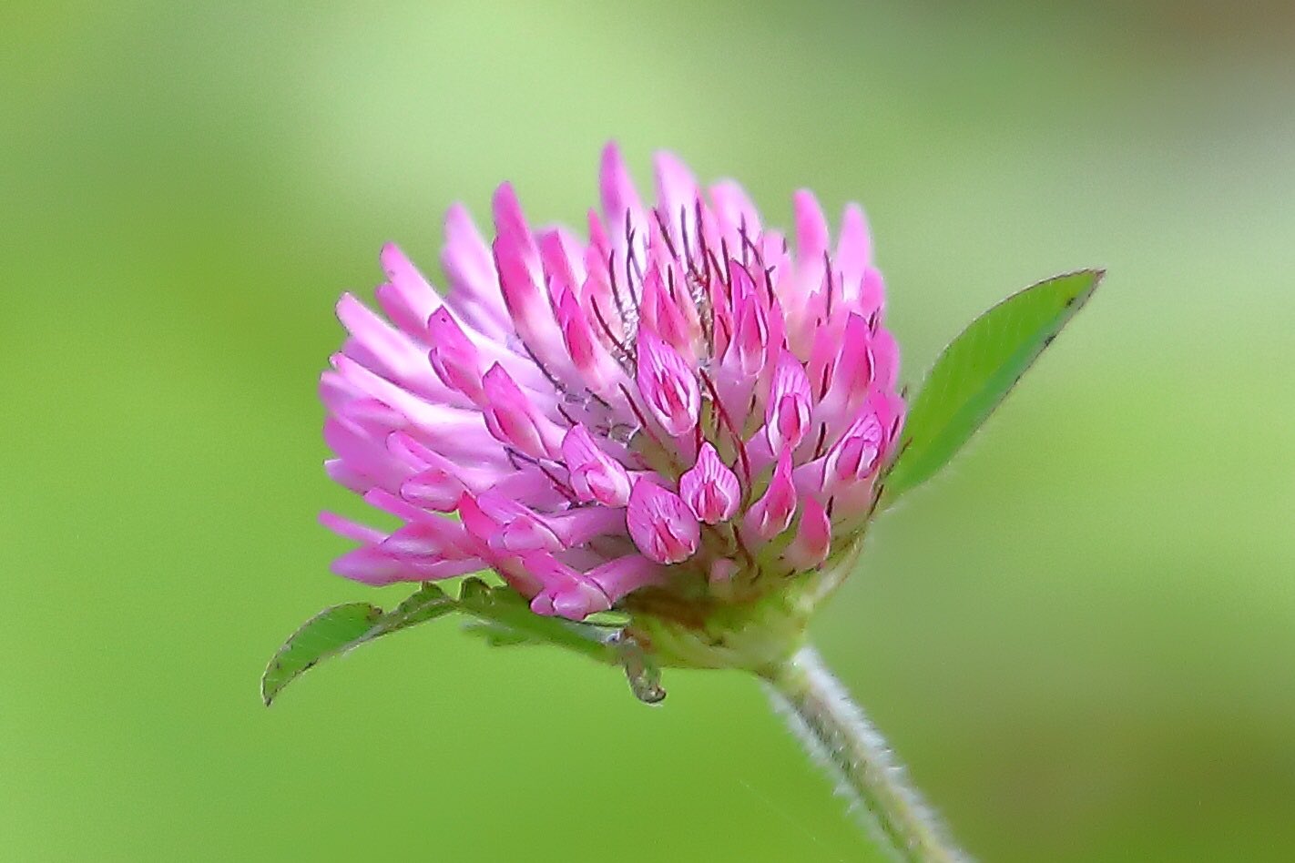 Fortune Look アカツメクサ シロツメクサの 赤 紫バージョン 良く似ていますが 違う種だそうです この色の花冠 作ったら綺麗でしょうね 花が好きな人と繋がりたい 花好きな人と繋がりたい はなまっぷ はなまっぷ Flowers アカツメクサ