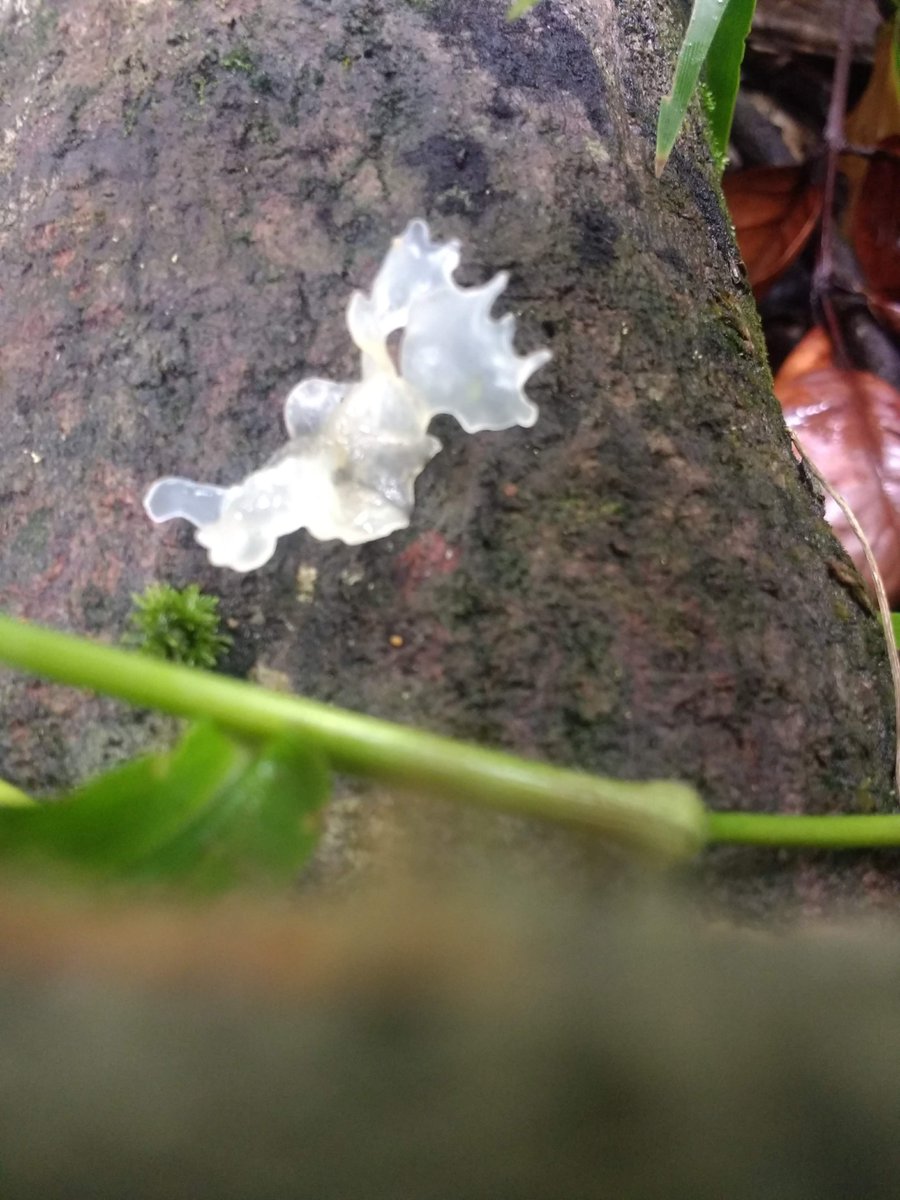 Another one I have yet to try is snow fungus (Tremella fuciformis) in the Tremellaceae. 12/25