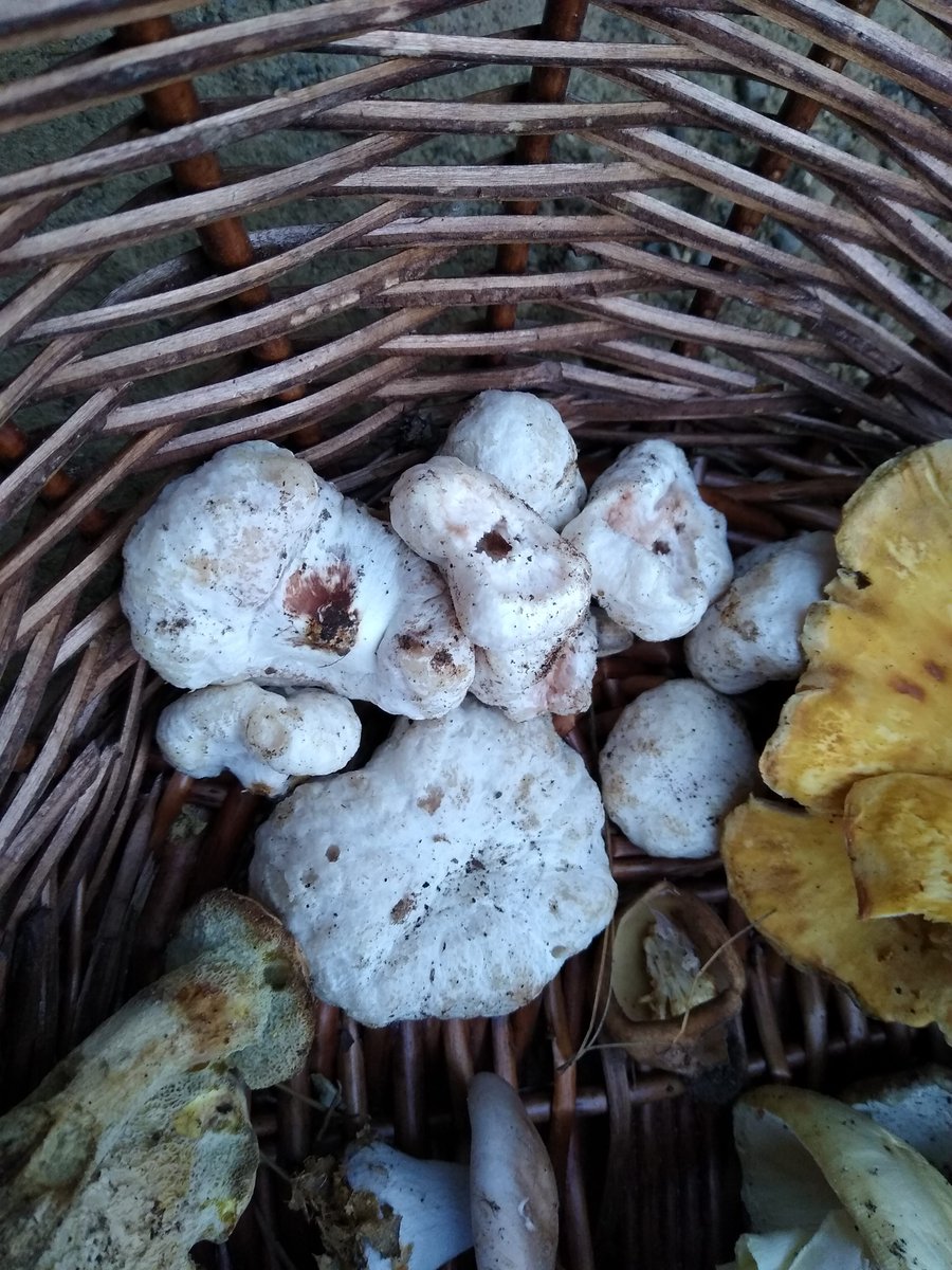 Continuing on the "of-the-woods" theme, we have "shrimp-of-the-woods", Entoloma arbotivum in the Entolomataceae. These are parasitized Armillaria. 9/25