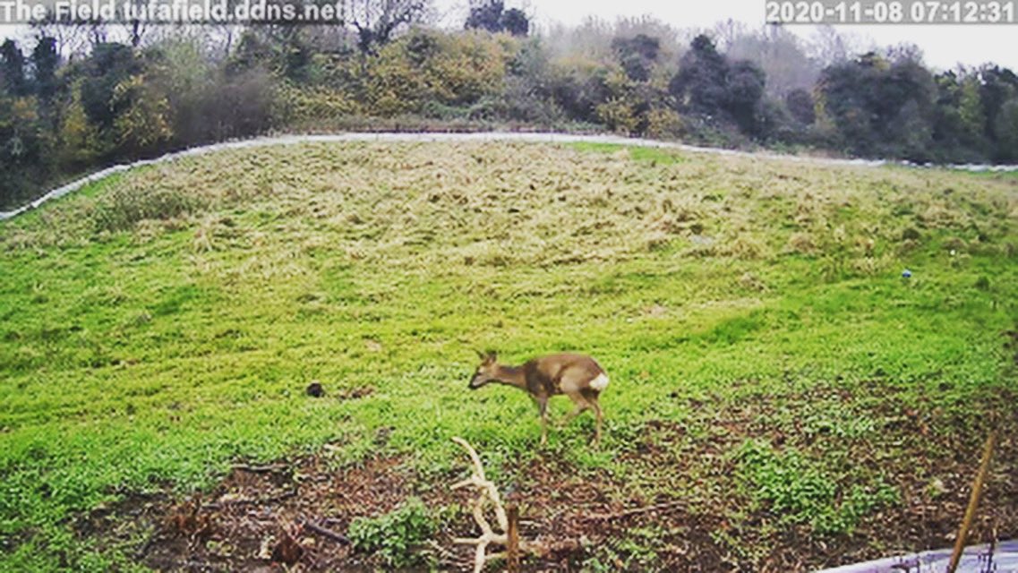 FieldTufa's tweet image. Here’s one of Tufa Field’s inhabitants. Why would a council committed to a climate and nature emergency destroy this rare habitat? @bathnes