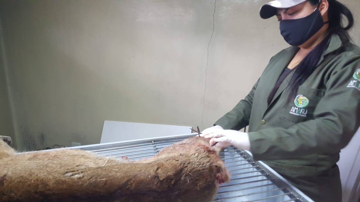 Según informa el Ministerio del Ambiente, el cuerpo de este felino fue tras...