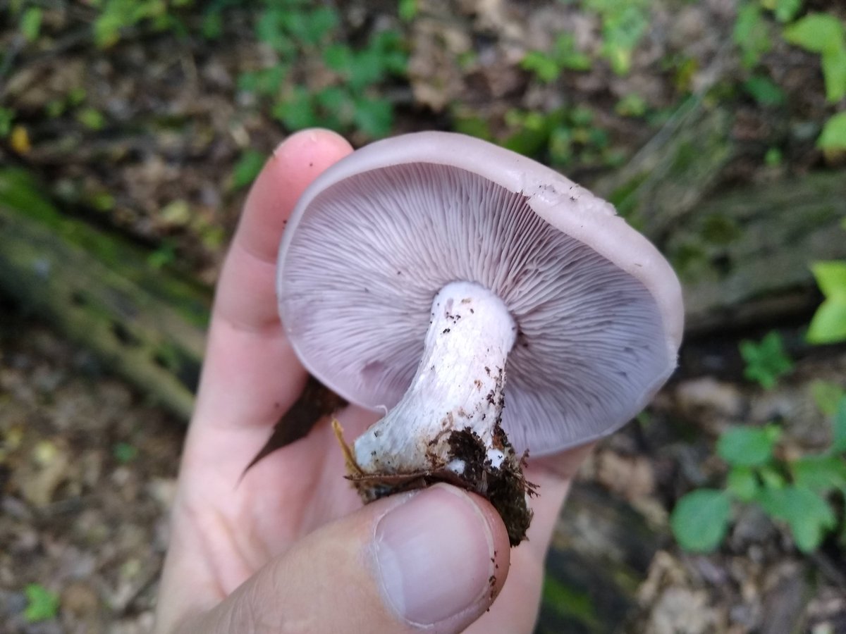 Blewits (Clitocybe nuda) in the Tricholomataceae scare me because of how much they look like Cortinarius spp., but they are quite pleasant to eat. 13/25
