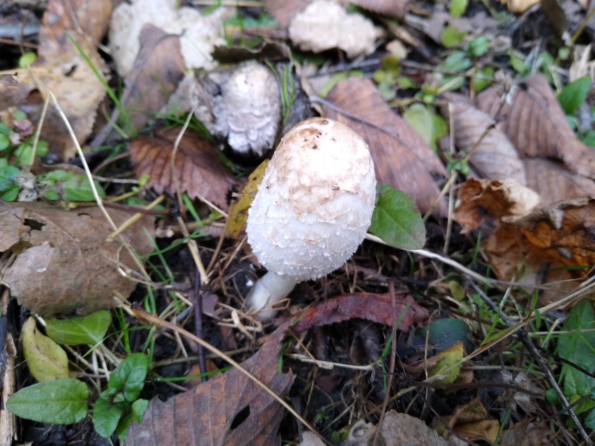 Agaricaceae includes many of your favorite and familiar mushrooms, such as button mushrooms, portabellas, parasols, and the shaggy mane (Coprinus comatus) seen here. 16/25
