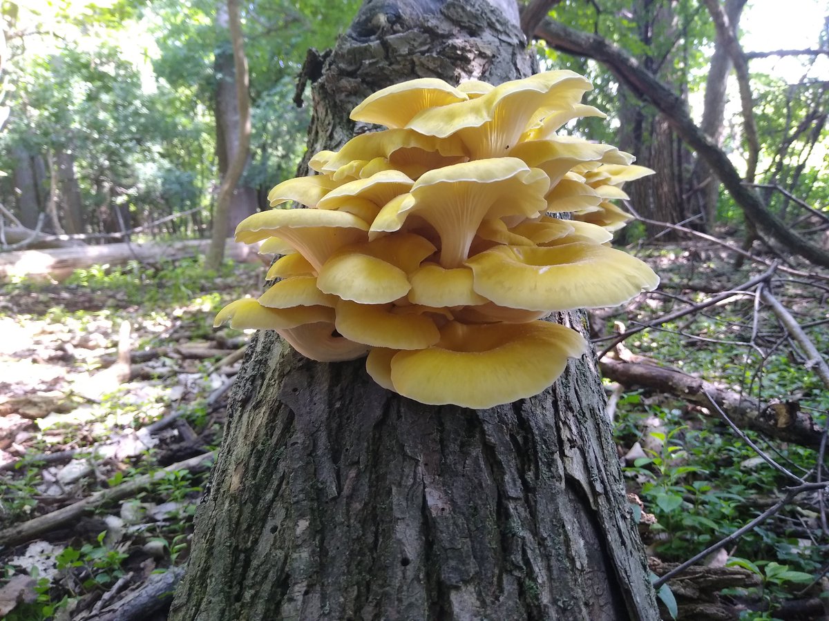 Oyster mushrooms are a widespread and easy to grow fungus, with the invasive golden oyster (Pleurotus citrinopileatus) now growing in Michigan. These are in the Pleurotaceae. 19/25