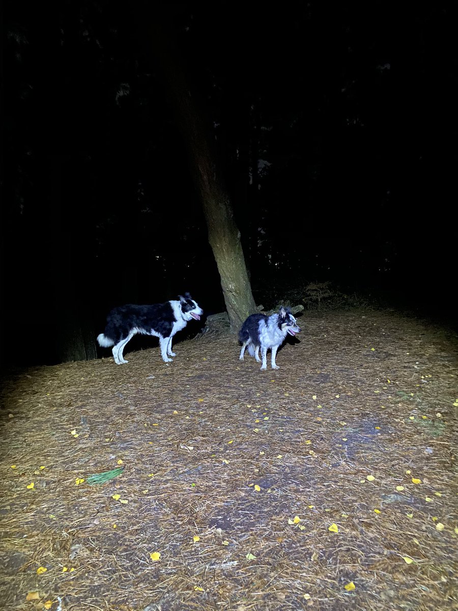 hunterway1's tweet photo. @ogeerunner @Headtorchruns Have been busy all the time which is great . Always time for the dogs though ❤️🐾 https://t.co/PJEQZcs7OX