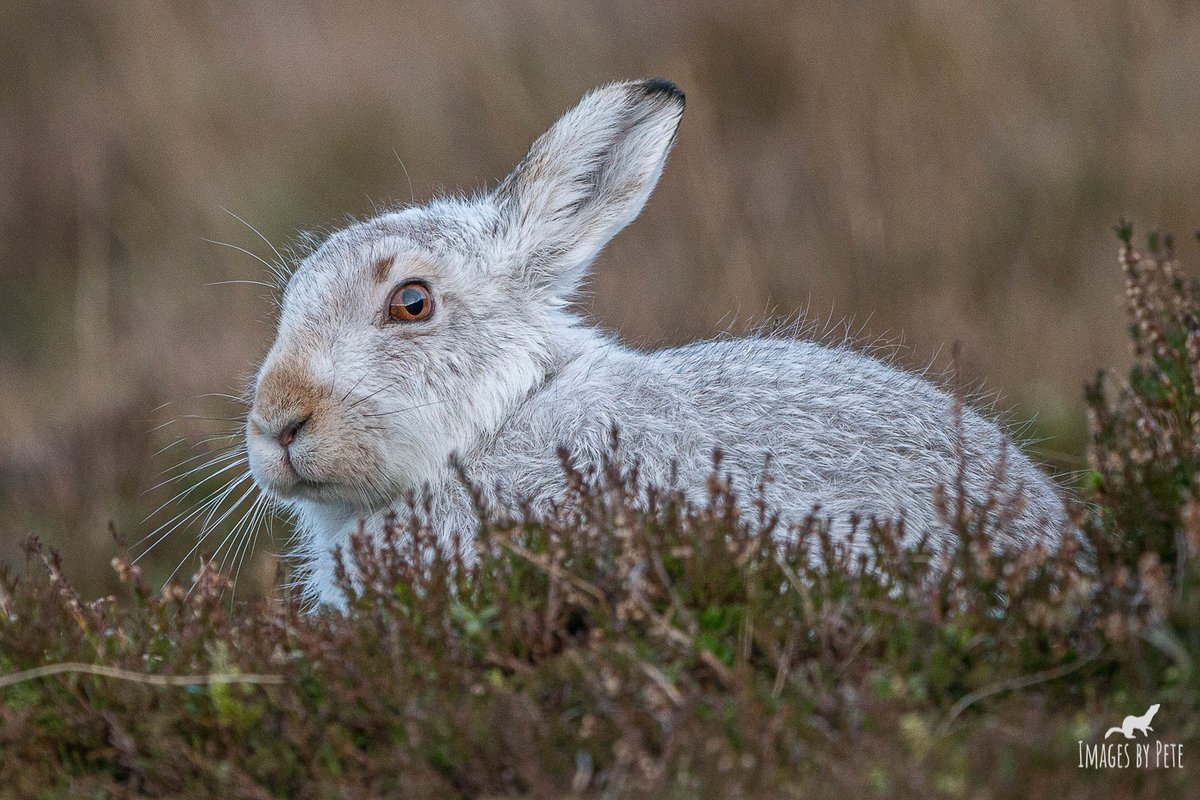 A beautiful Mountain Hare in the Cairngorms #MountainHare #Cairngorms