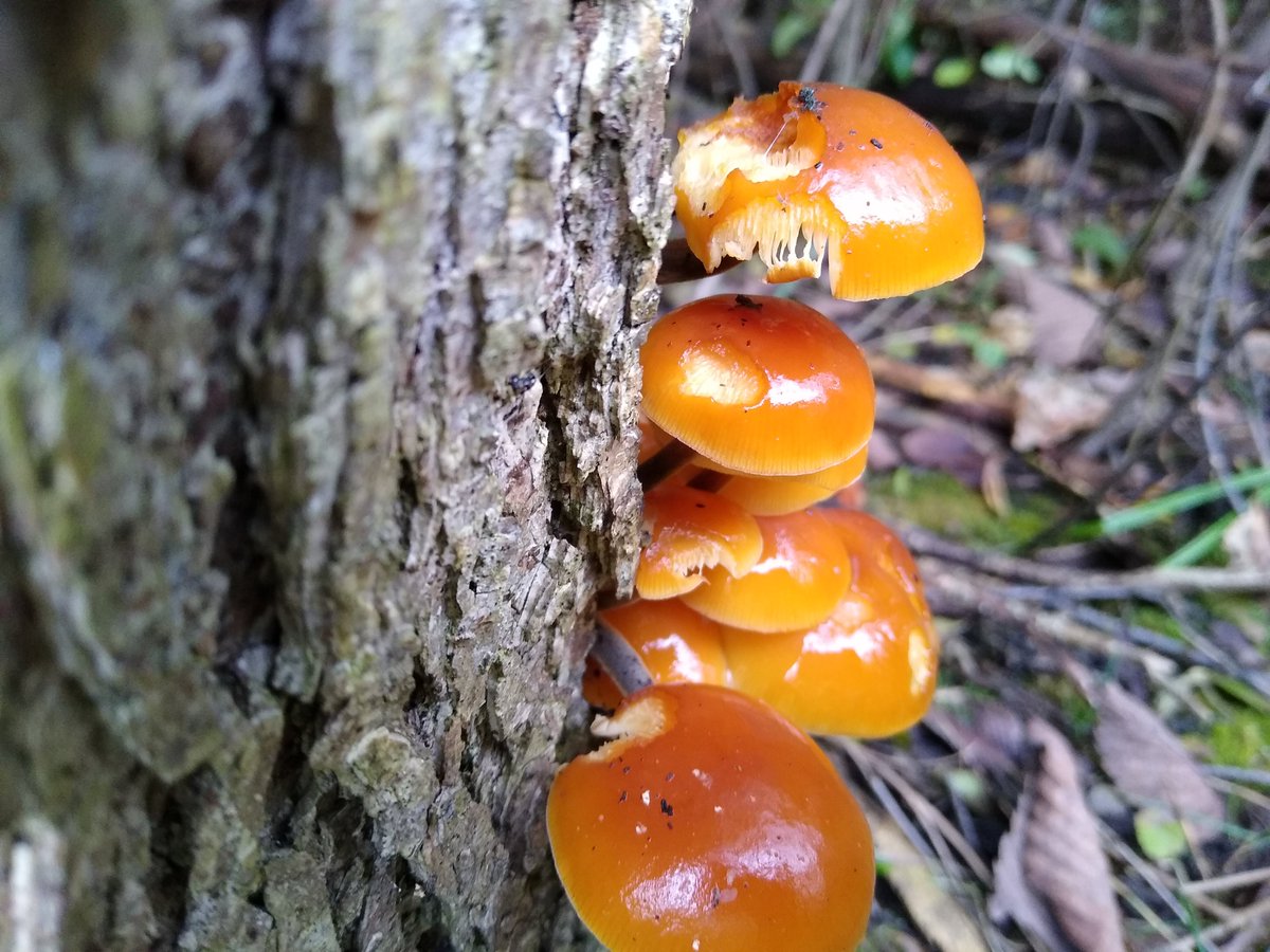 Enoki (Flammulina velutipes) are awesome in soups, and when found growing in the wild barely resemble their noodly friends. These are in the Physalacriaceae. 18/25