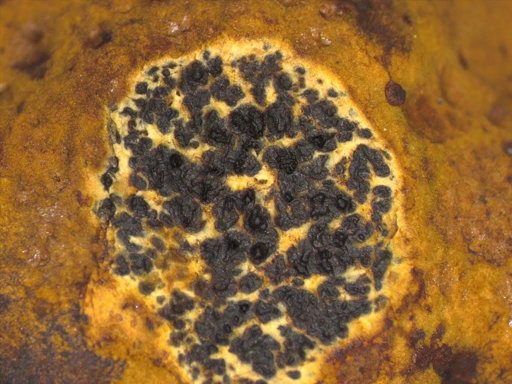 I want to try Melanogaster, a false truffle in the Melanogasteraceae, which smell fruity to me. This is likely a new species found a couple years ago. 20/25