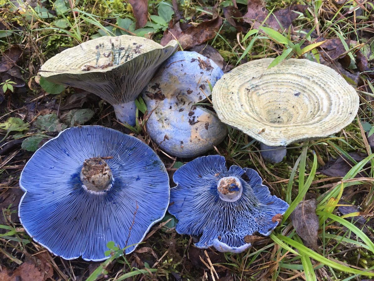 I hope next year I can find a stunning Lactarius indigo, which bleeds blue latex. Found in the Russulaceae. (PC: Brian P. Looney). 21/25