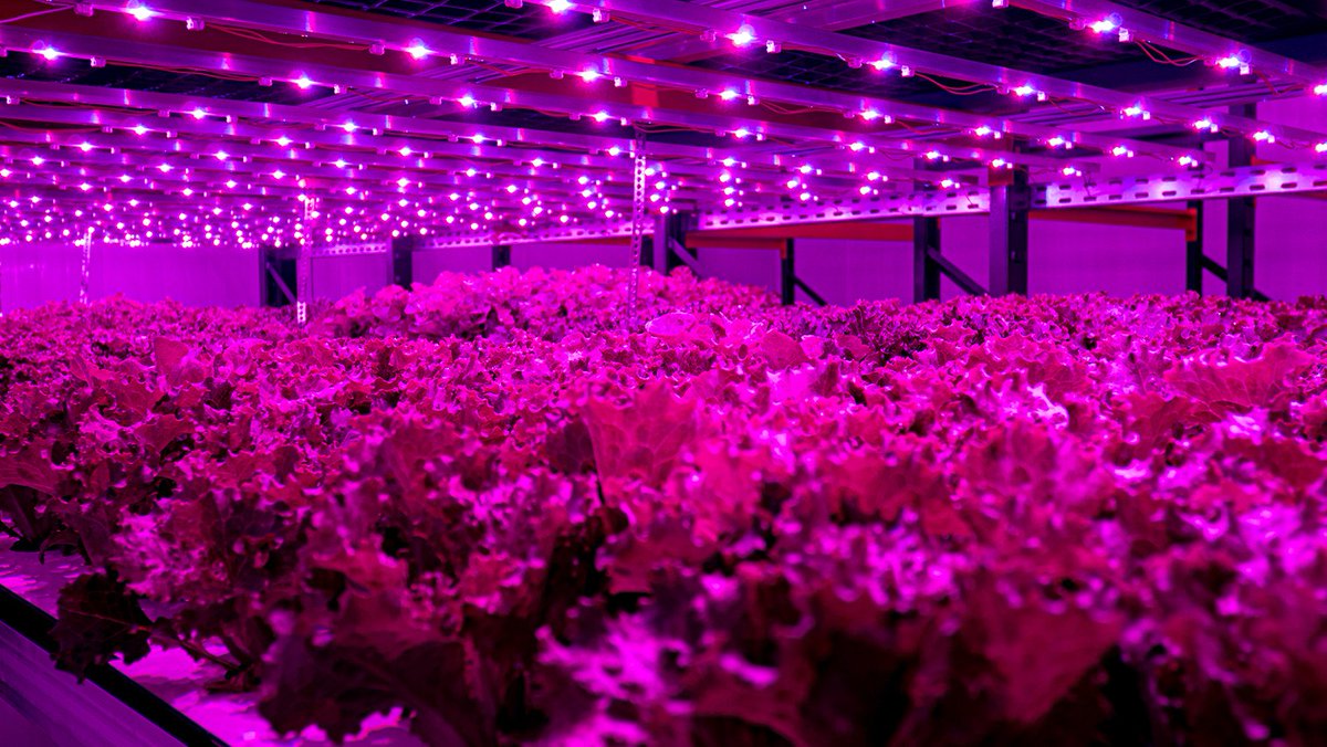 TheFoodChalleng's tweet photo. Fazendas urbanas, verticais e em áreas subutilizadas compõem alternativas de produção de verduras e hortaliças para regiões metropolitanas, segundo estudo do Escolhas.
https://t.co/XJ4L201lXV
#agronegócio #alimento #nutrição #zerohunger #sustentabilidade #sdg2 #pequenoprodutor https://t.co/fr7uGeZ40F