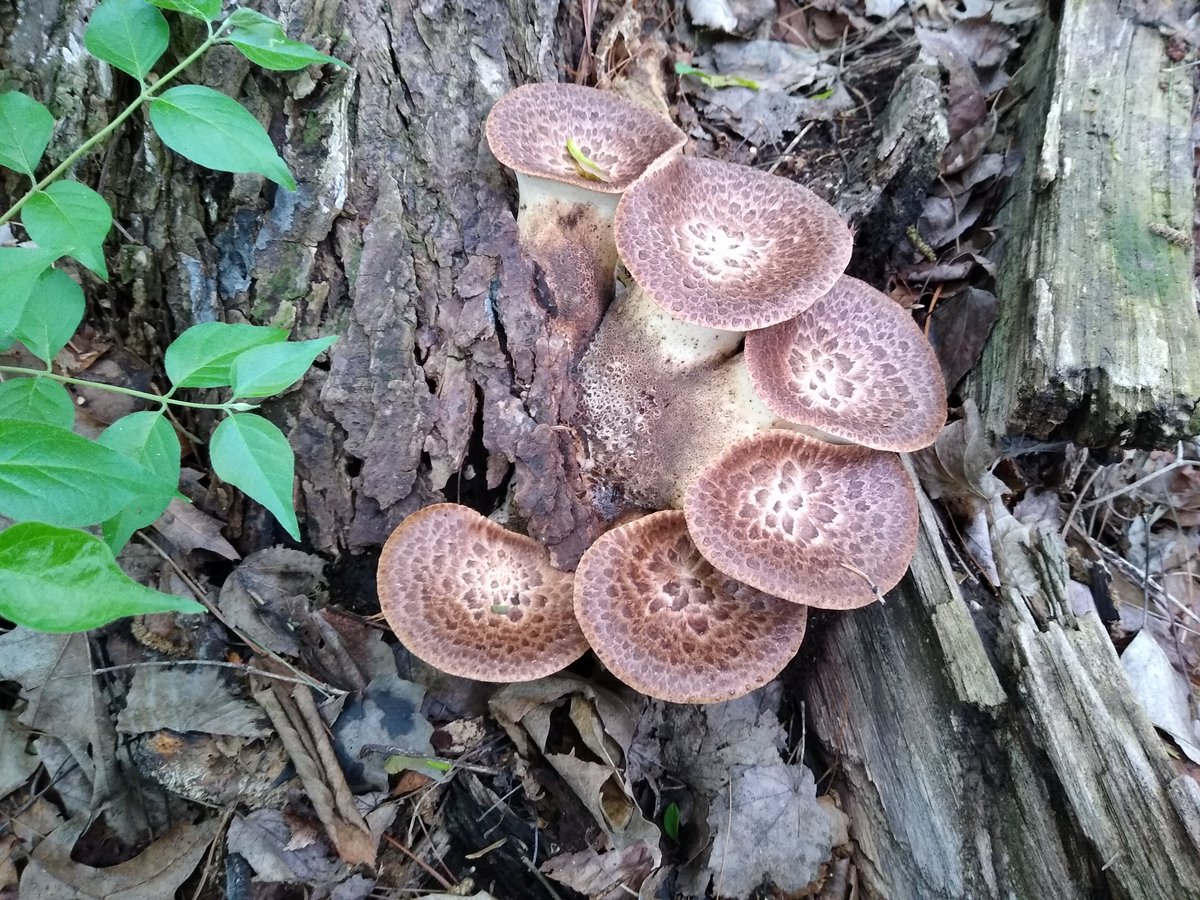 Pheasant backs (Ceriporus squamosus) is in the Polyporaceae, and are awesome when young and tender. 22/25