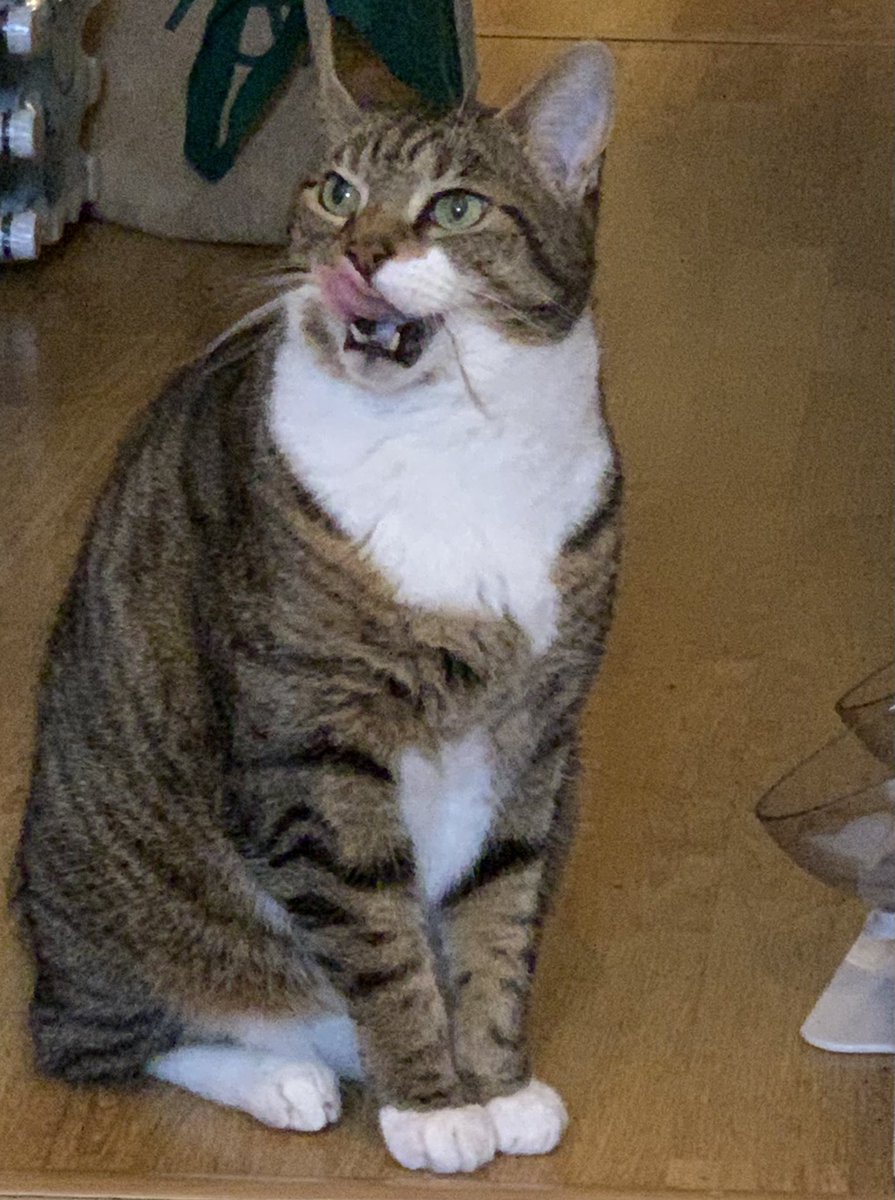 Today, Tino left a little bit of his fur, hanging out of his mouth. I thought he ate a bird🤷🏿‍♀️🤦🏼‍♀️🐈🐈🕊 haha #CatsOfTwitter #Catlovers #cats