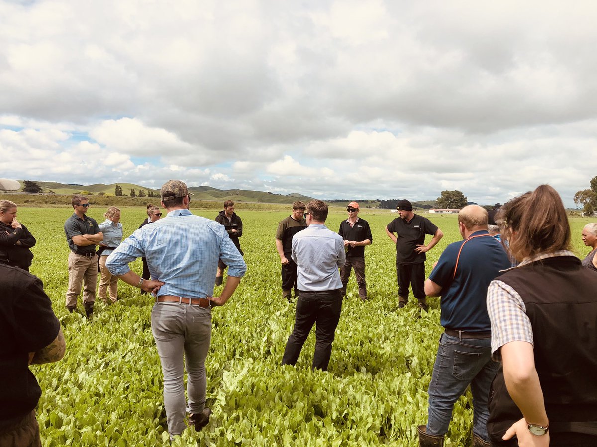 sas_sloan's tweet photo. Fantastic @DairyNZ discussion day in the @TararuaDistrict with our lower north island Agronomist James Abbiss on all summer and winter forage options. @Farmlands @laurajeankeenan @olsenagri @Agricom_NZ #supplyvsdemand https://t.co/RJURPyoDQl