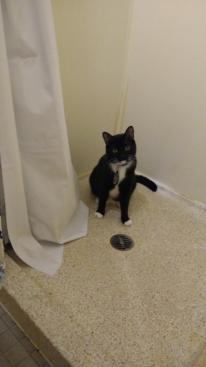 Princessmarieph's tweet photo. My cat told me I will not be taking a shower today https://t.co/P0zuBM18ab