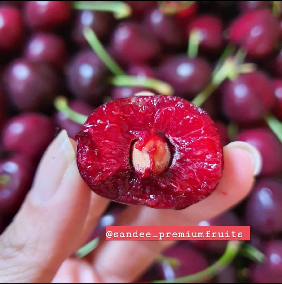 SandeeFruits's tweet photo. น้องมาใหม่อีกแล้วววว🍒🍒🍒🍒
เชอรี่ชิลีพันธุ์ Santina สดมากกก 
ราคาดี๊ดี กิโลกรัมล่ะ 999- เท่านั้น‼️‼️‼️
ออเดอร์ได้เลย🍒😋
#แสนดีพรีเมี่ยมฟรุต https://t.co/vNHoc5jsDZ