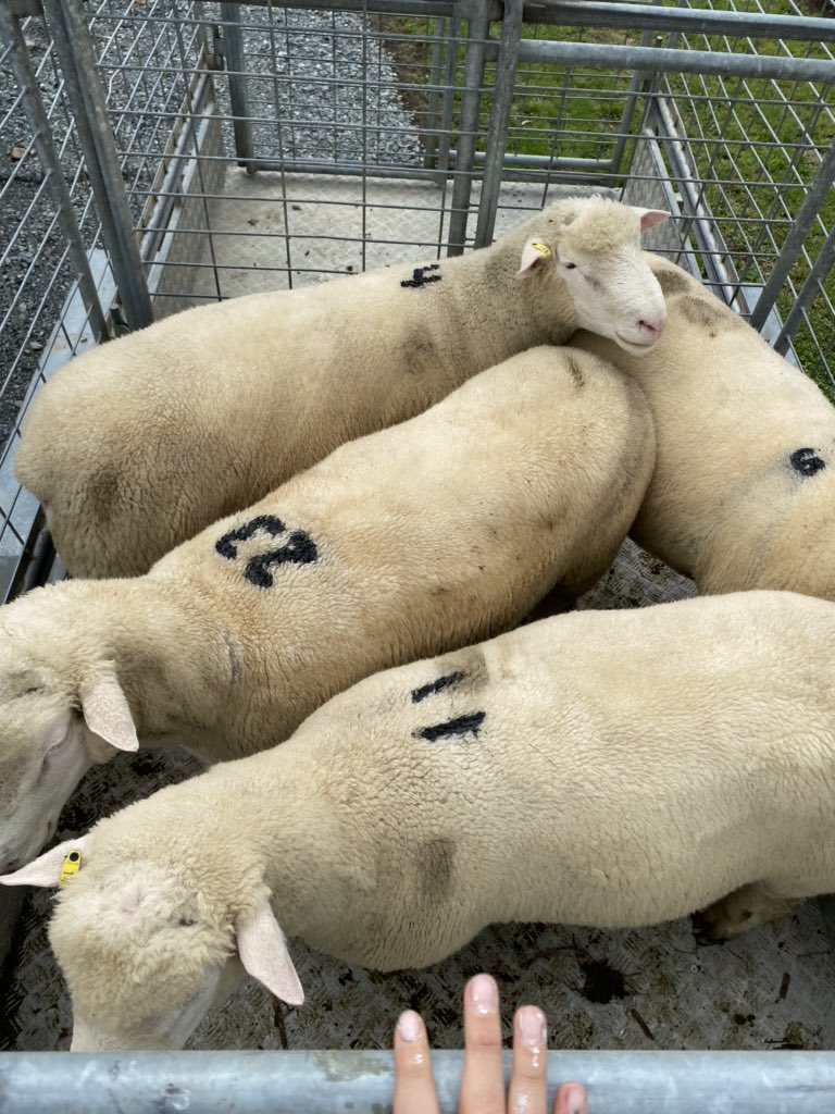 SheepishSophie's tweet photo. Honestly, there’s few things better than a good ram sale 😍.
Couldn’t fault the line of rams at the Rolling Rock Polled Dorset stud today. https://t.co/wqMk22gGMb