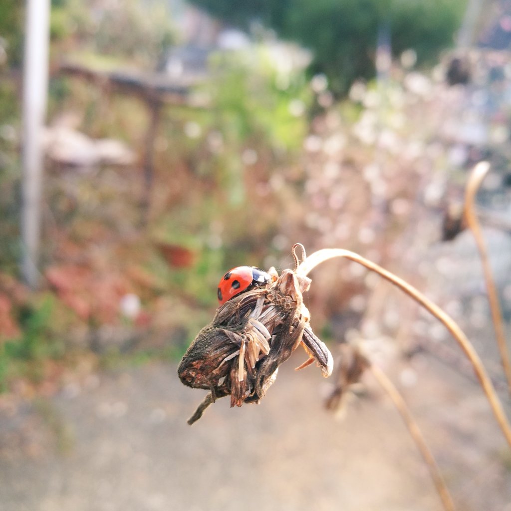 shinotui's tweet photo. 庭と枯れた花を切ってたら、てんとう虫が!!🐞
枯れた後も虫達には必要なのかな？と半分だけ残しました。
新しく植物を植えたいし玄関の前だから見栄えもあるから、半分は切りました。ごめんなさいね。 https://t.co/0M6QBQDWNN