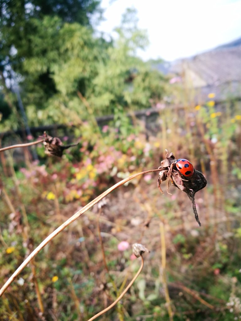 shinotui's tweet photo. 庭と枯れた花を切ってたら、てんとう虫が!!🐞
枯れた後も虫達には必要なのかな？と半分だけ残しました。
新しく植物を植えたいし玄関の前だから見栄えもあるから、半分は切りました。ごめんなさいね。 https://t.co/0M6QBQDWNN