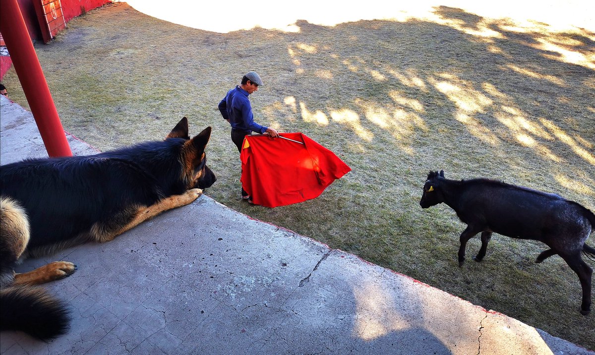 En <a href="/GRanchoSeco/">Gan Rancho Seco</a> #ElPana 🐶🐾 disfrutando de la bravura de las vacas de casa y del buen momento de <a href="/LuisDavidAdame/">Luis David</a>