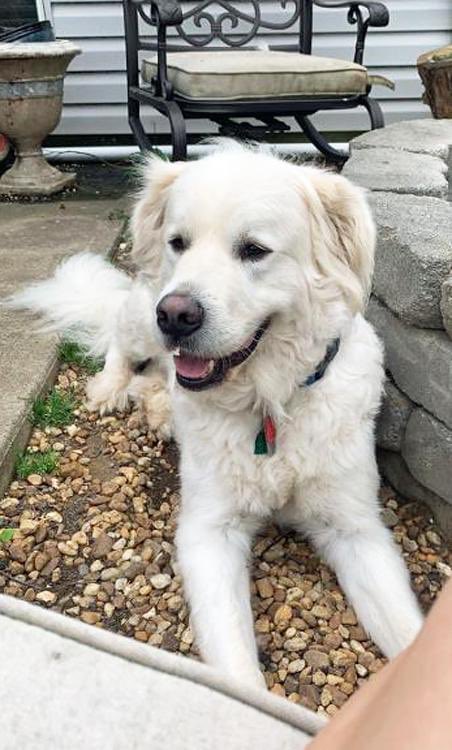 golden_bham's tweet photo. Consider filling out an app to adopt sweet Mac today!! This cute boy is 3 ½ years old and has already had 2 different families and now he’s looking for his third and forever family!! 😢 Neutered, microchipped, heart worm neg, &amp; vacc. Info in bio 💛#AdoptDontShop #DogsofTwittter https://t.co/FtOvIiaueW