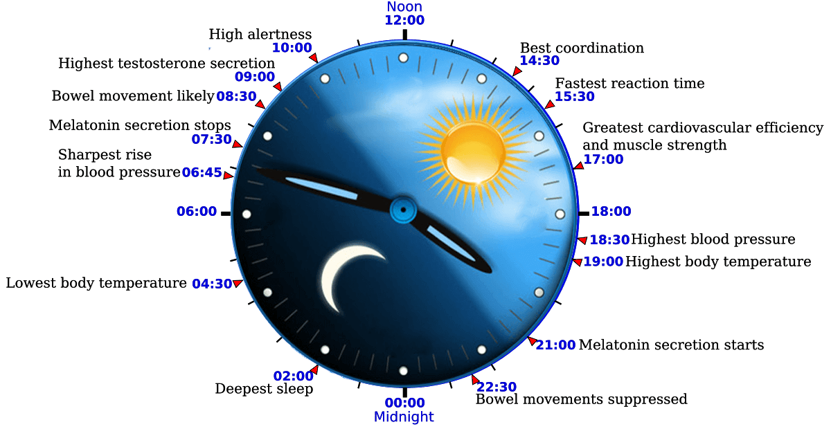 LuciaVision's tweet photo. This is your circadian rhythm clock!  Protect your melatonin.  https://t.co/m53gupAXUz https://t.co/DhfijVT5c5