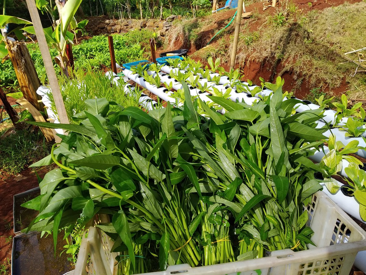 jackwhearles's tweet photo. Kebon belakang rumah 🥦🌿🤗😁 https://t.co/0e7CMt8UJq