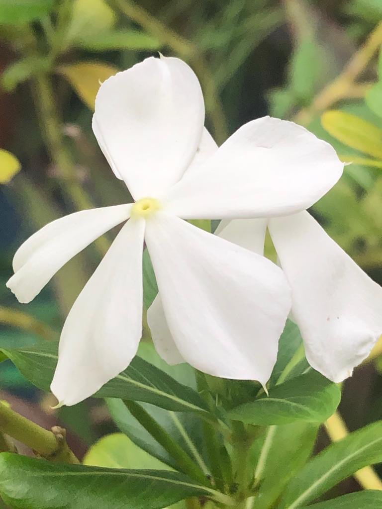 SoulKathaa's tweet photo. What is perfect? 

Look at this flower made by nature. Is it perfect to you? Is something missing? Is it still stunningly beautiful to you? 

Look at yourself. Is something not perfect? Are you still stunningly beautiful? 

The answer has to be a resounding YES. 

#yetidid https://t.co/WwmmFPklMb