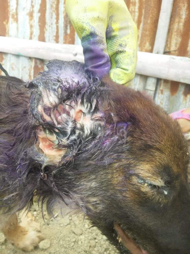 almanimalec's tweet photo. CASO EXTERNO / GUAYAQUIL

"Me regalaron un perrito de raza grande pero a él le apareció x la oreja una GUSANERA, y como la situación x la que estoy pasando es que no tengo trabajo y no tengo cómo llevarlo a hacer ver, incluso he decidido echarlo de casa... https://t.co/WAYLo1LmT9