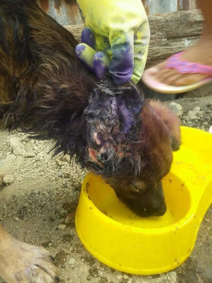 almanimalec's tweet photo. CASO EXTERNO / GUAYAQUIL

"Me regalaron un perrito de raza grande pero a él le apareció x la oreja una GUSANERA, y como la situación x la que estoy pasando es que no tengo trabajo y no tengo cómo llevarlo a hacer ver, incluso he decidido echarlo de casa... https://t.co/WAYLo1LmT9