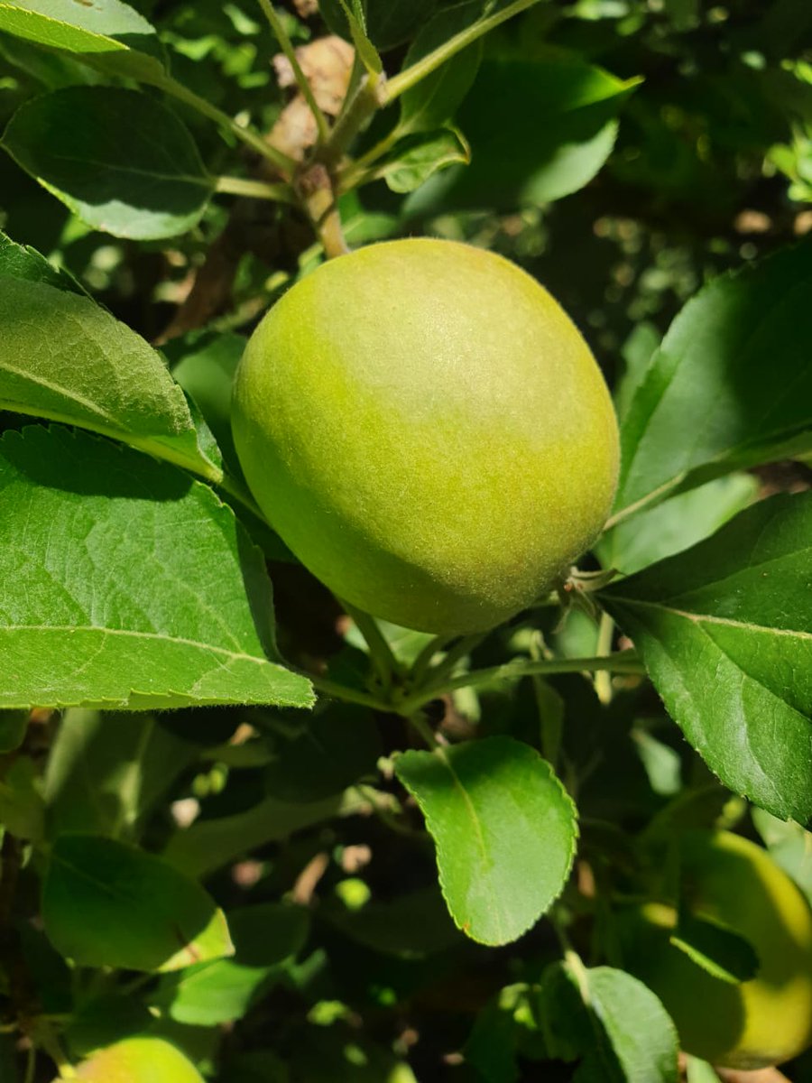 Delecta Fruit tweet media