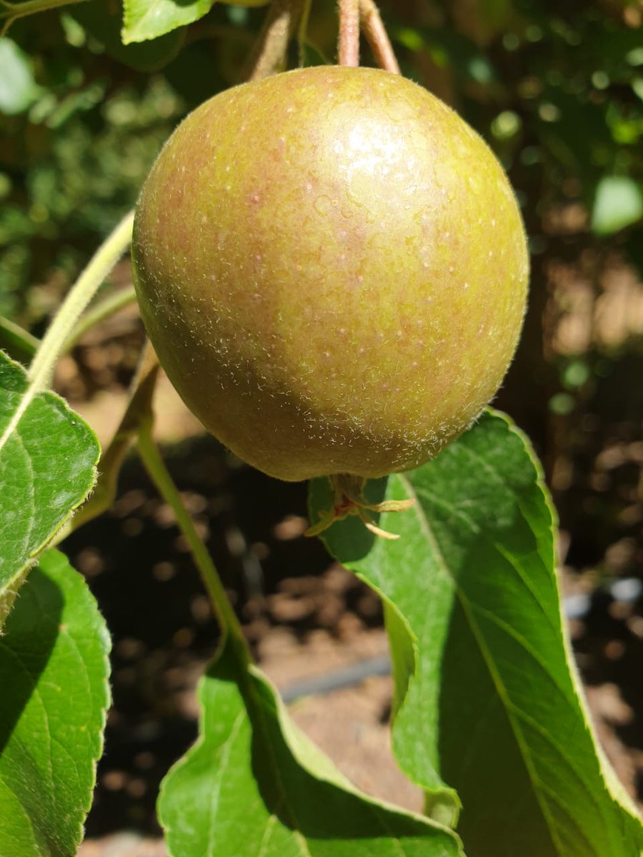 Delecta Fruit tweet media