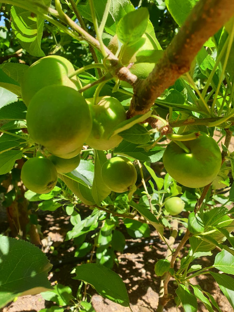 Delecta Fruit tweet media