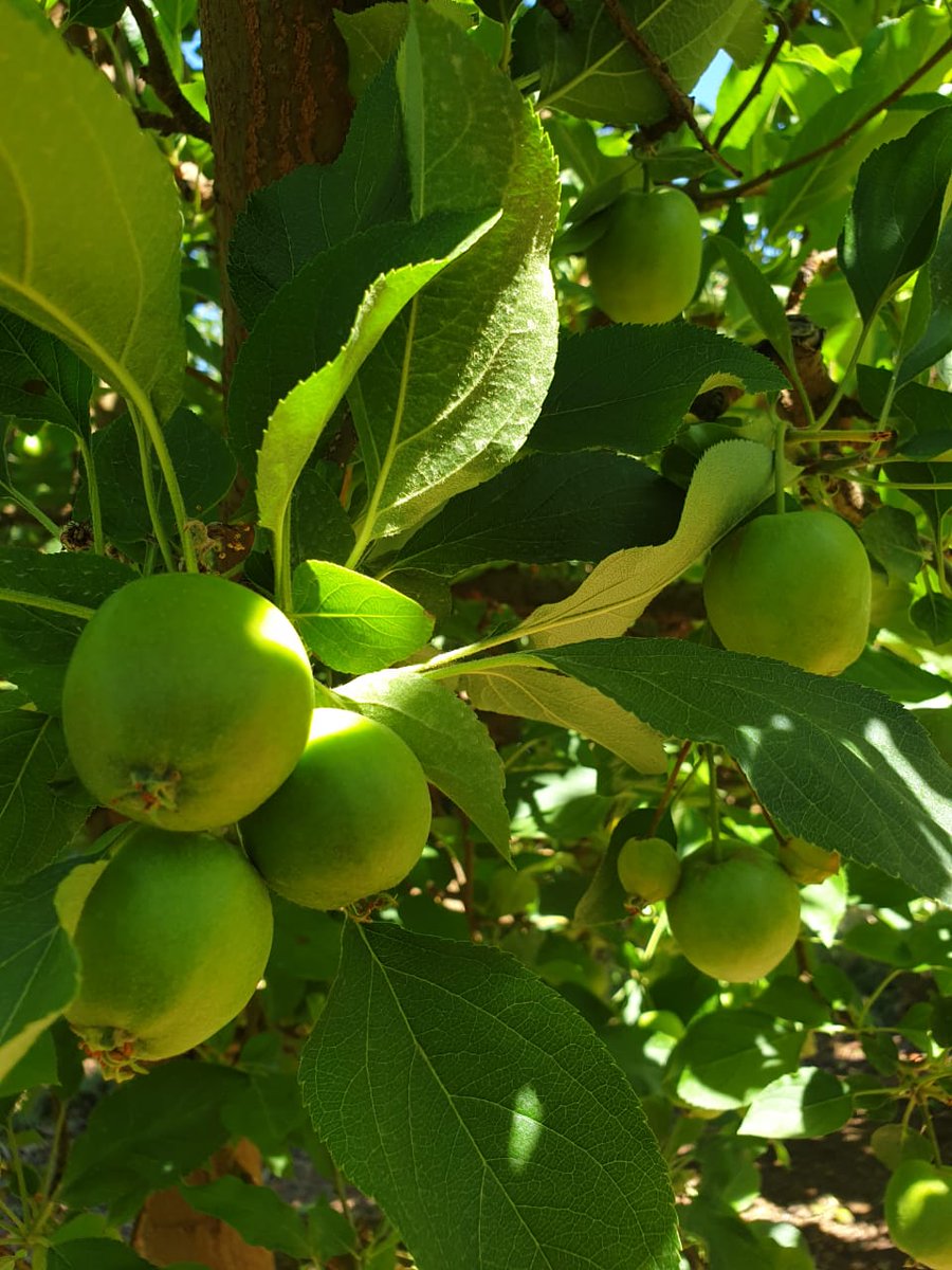Delecta Fruit tweet media