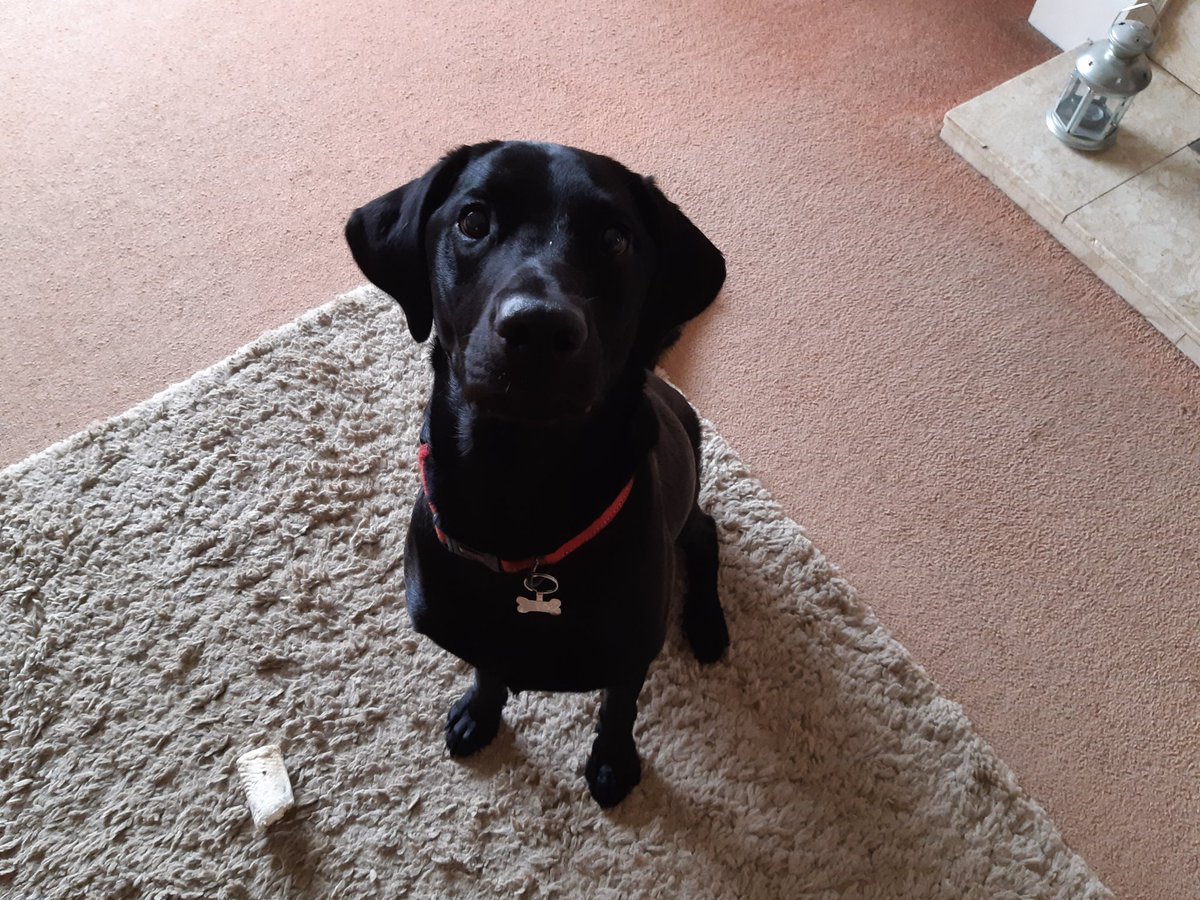 PaulReadGB's tweet image. Do not be absurd. If you think he's nice you need professional advice. #DogBodyLanguage